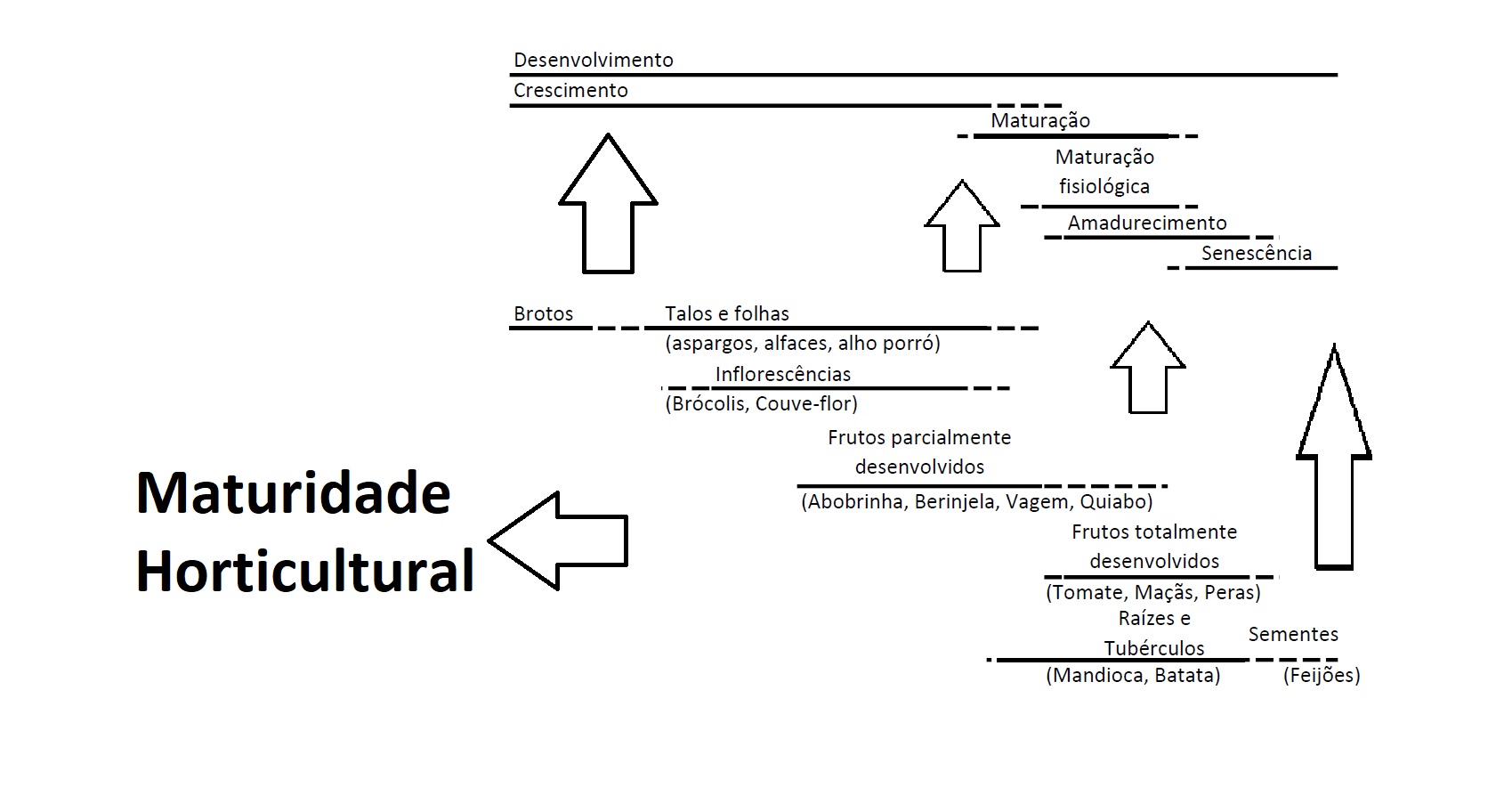 Fases do desenvolvimento de frutos e a maturidade horticultural (adaptado de Watada et al).